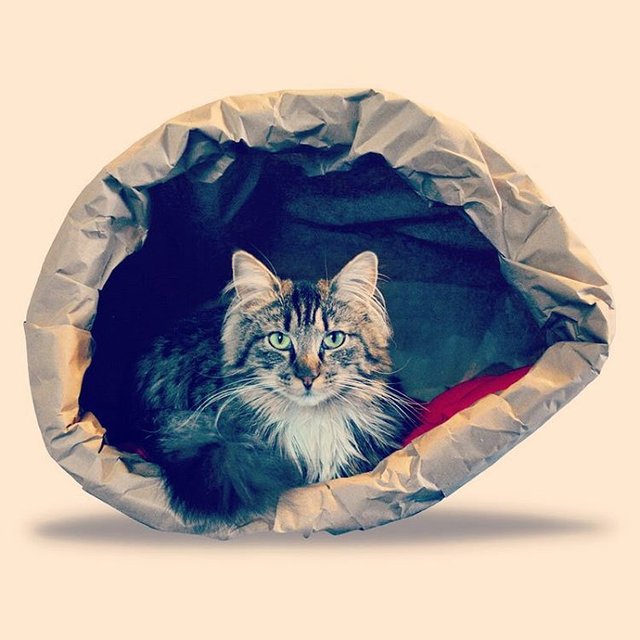 Cat Bag by Dfbeautifool Pet