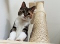 Vertical Sisal Cat Climbing Pole by CatastrophiCreations