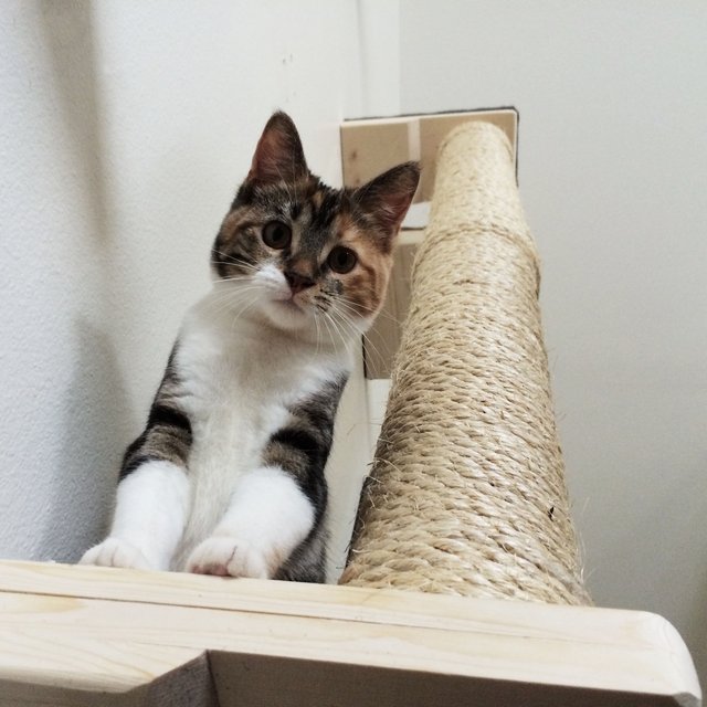 Vertical Sisal Cat Climbing Pole by CatastrophiCreations