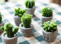 Cactus Tealight Candles