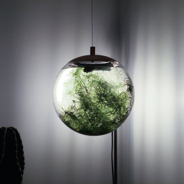 Globe Aquatic Terrarium