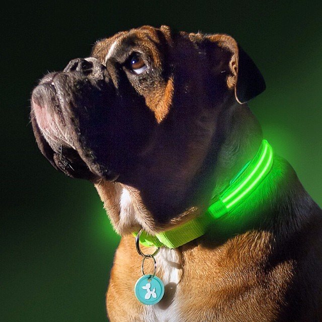 Poochlight Flashing Collar