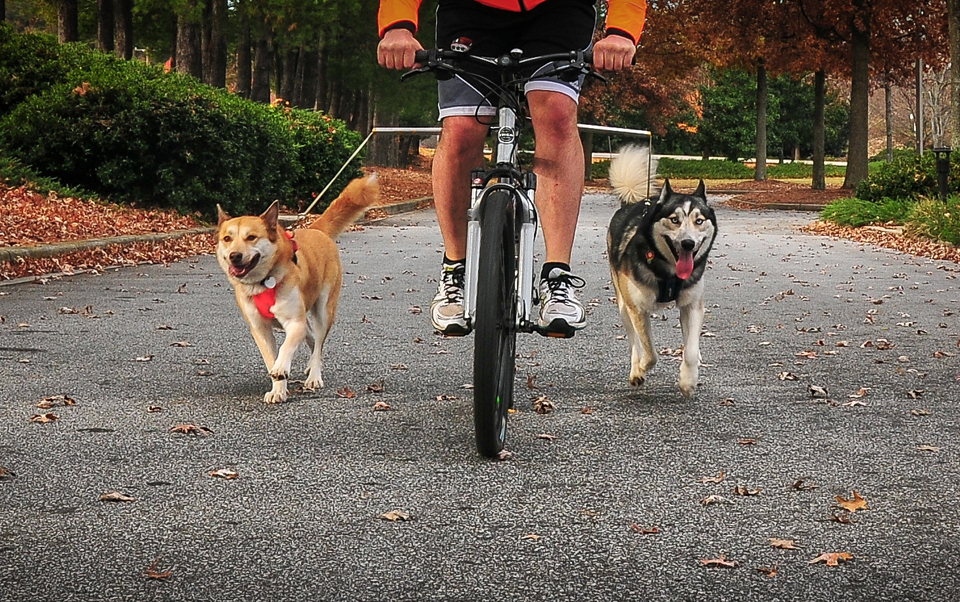 WalkyDog Bike Leash