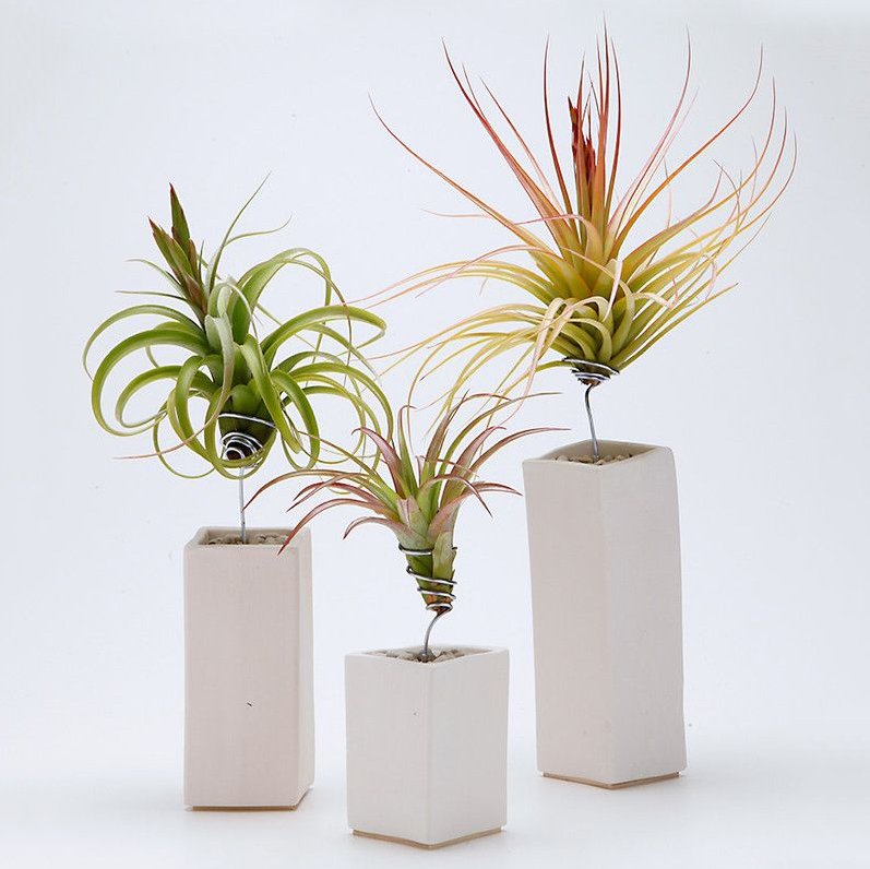 AirplantVessel Ceramic