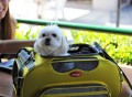 Argo Aero-Pet Airline Approved Pet Carrier