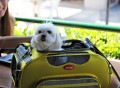Argo Aero-Pet Airline Approved Pet Carrier