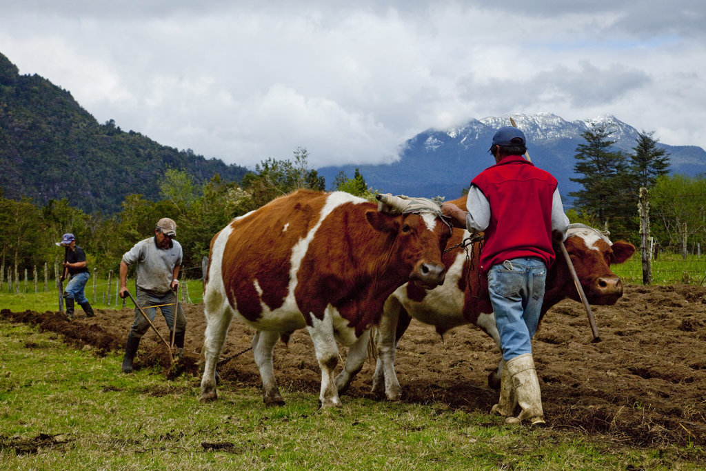 Capturing the Vanishing Gaucho Traditions of Southern Chile