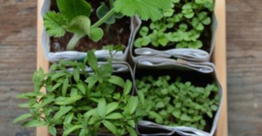 Basic Heirloom Seed Kit with Soil