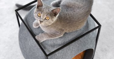 The Cube Cat Kennel with Black Structure