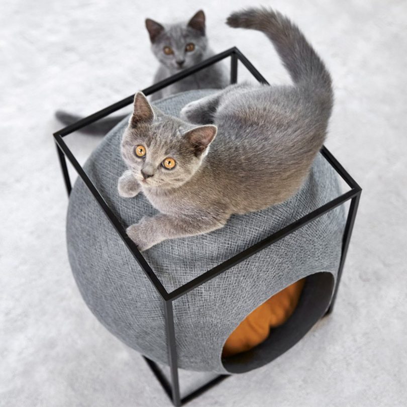 The Cube Cat Kennel with Black Structure