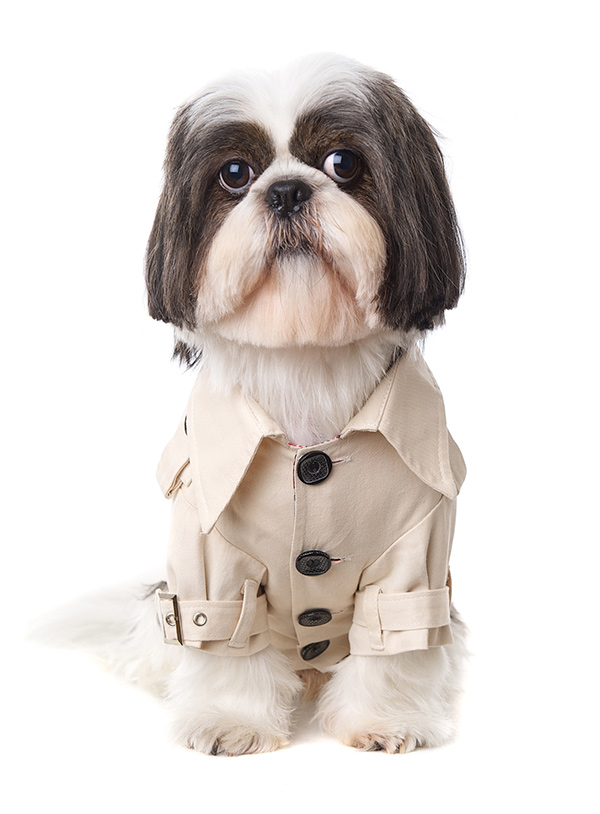 UrbanPup Classic Beige Trench Coat