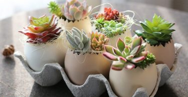 Cactus Candle 6PCS Set