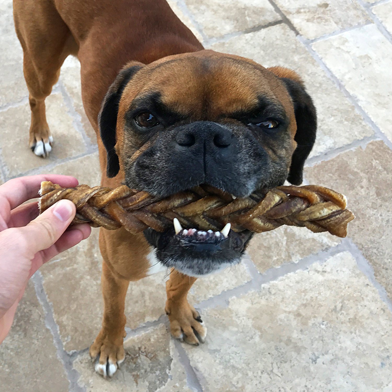 MONSTER Braided Bully Stick for Dogs