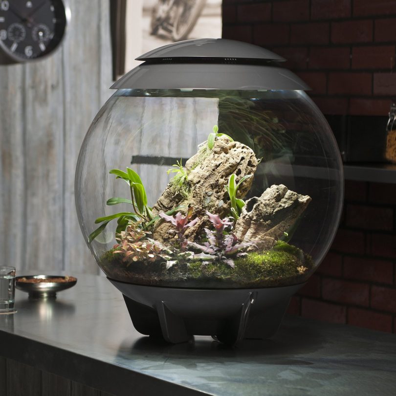 biOrb Air Terrarium