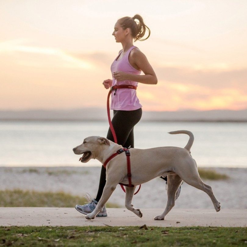 Road Runner Hands Free Leash