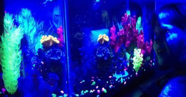 GloFish Aquarium Kit