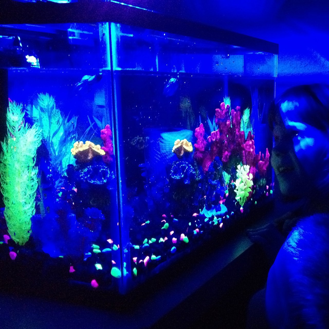 GloFish Aquarium Kit