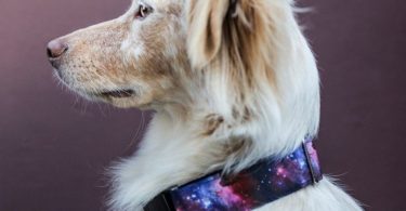 Oscar’s Galaxy Collar