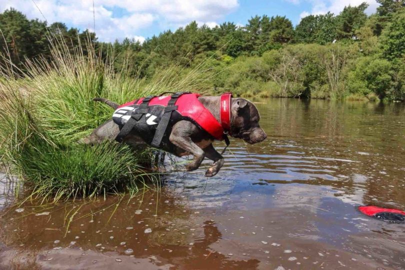 EzyDog Doggy Flotation Device