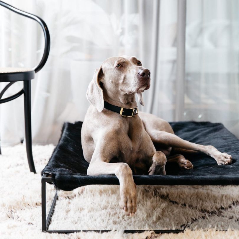 Angus Hide Leather Dog Bed