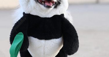 Panda Puppy Costume