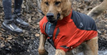 Aegis All-Weather Dog Jacket