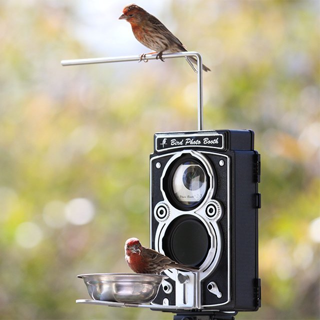Bird Photo Booth 2.0