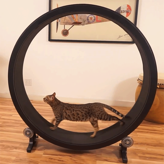 One Fast Cat Exercise Wheel