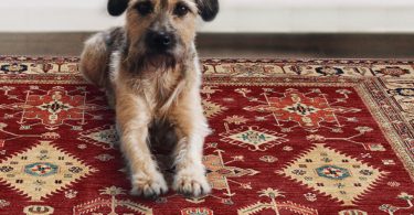 Ruggable Washable Rug