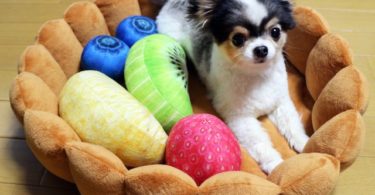 Fruit Tart Pet Bed