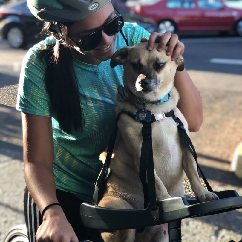 buddyrider dog bicycle seat