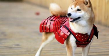 Samurai Pet Armor