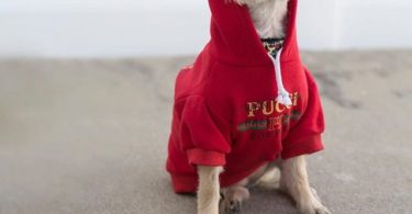 Pucci Dog Park Hoodie