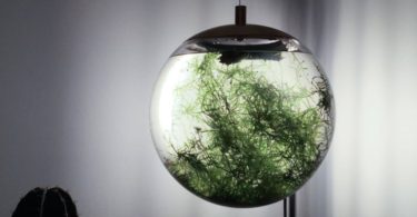 Globe Terrarium