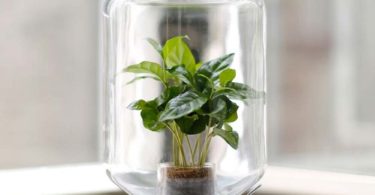 Pikaplant Jar Self-Sufficient Greenhouse