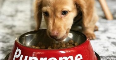 Pupreme Stainless Steel Dog Bowl