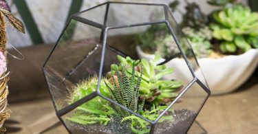 Modern Tabletop Black Glass Geometric Terrarium