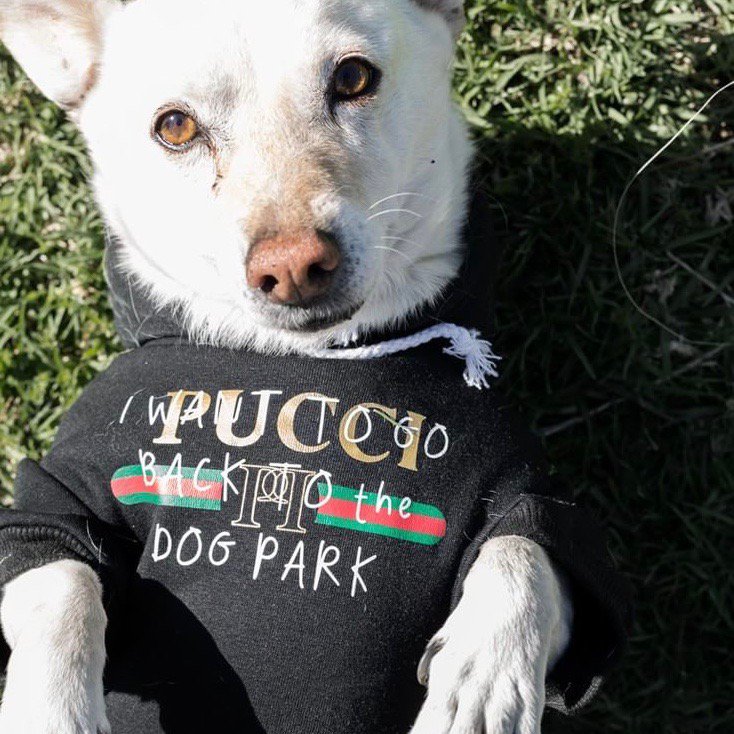 Pucci Dog Park T-shirt