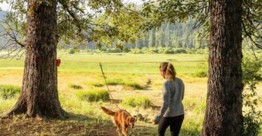 Knot-A-Hitch Dog-Hitching System