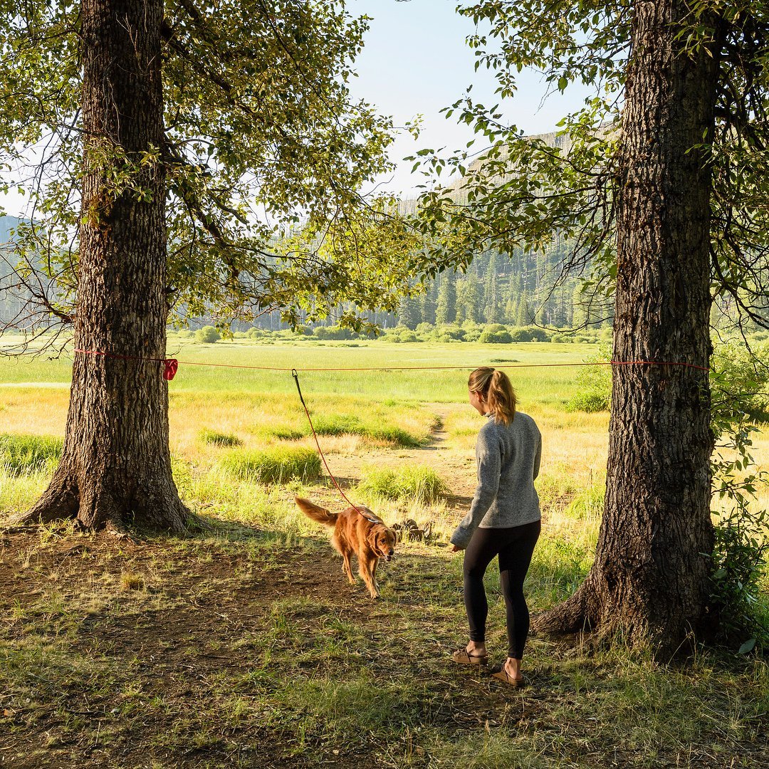 Knot-A-Hitch Dog-Hitching System