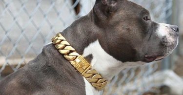 The Kilo Cuban Link Luxury Collar