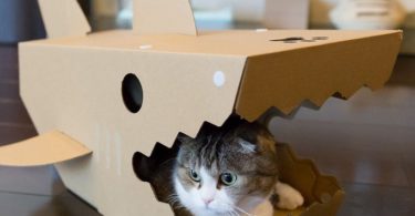 Shark House for Cats