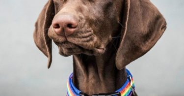 Boon Dog Collar