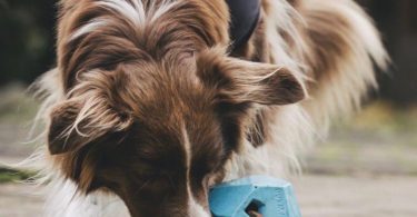 Gnawt-A-Rock Kibble Dispensing Toy