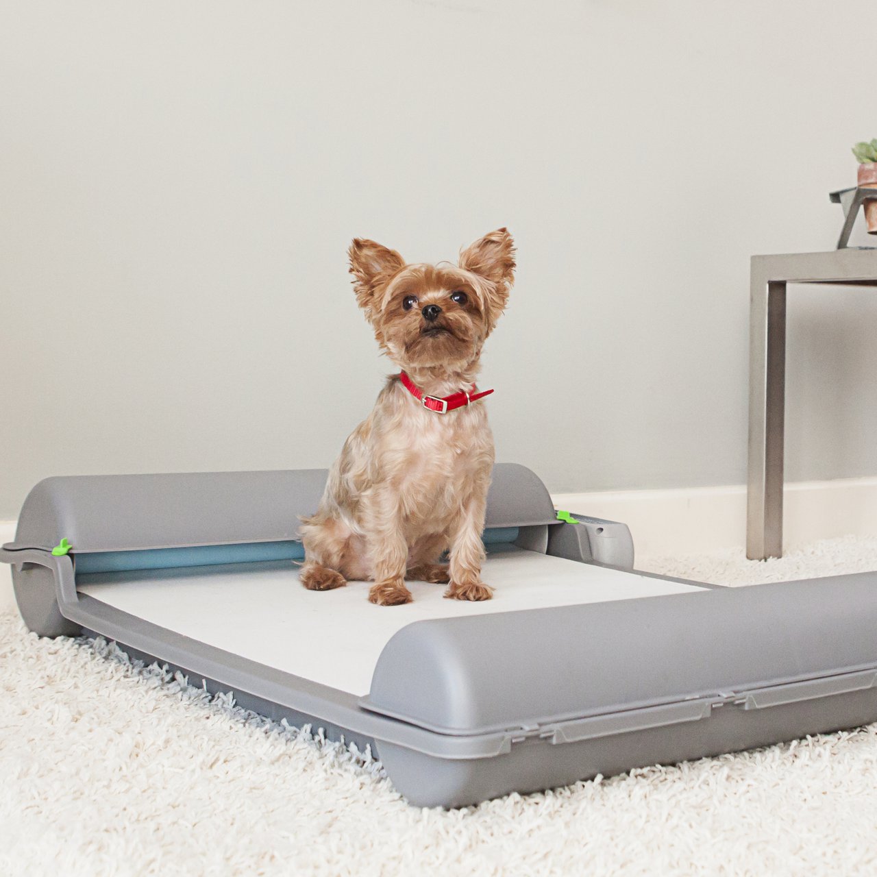 What Is The Best Indoor Potty For Dogs