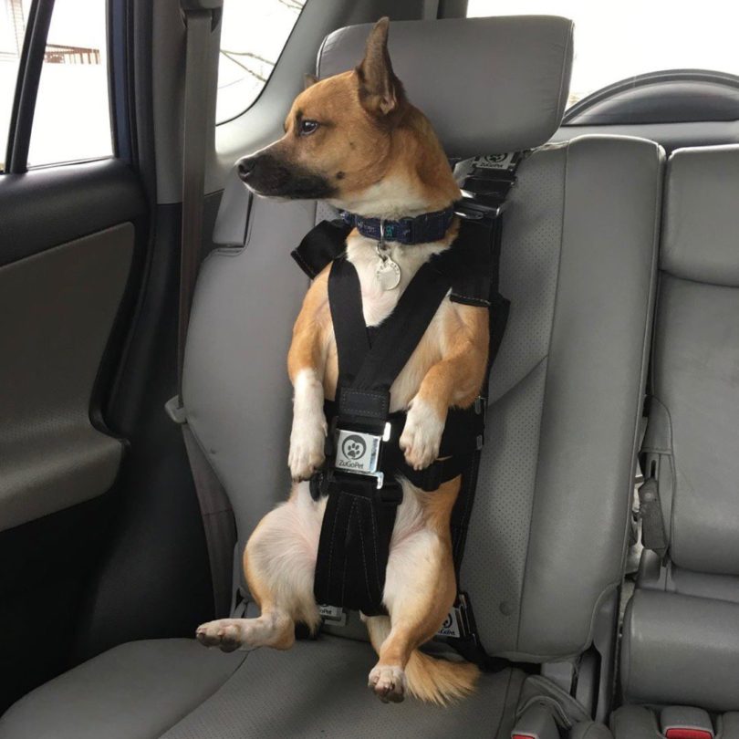 The Rocketeer Pack Multifunctional Harness