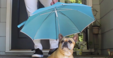 Pour-Protection Dog Leash Umbrella