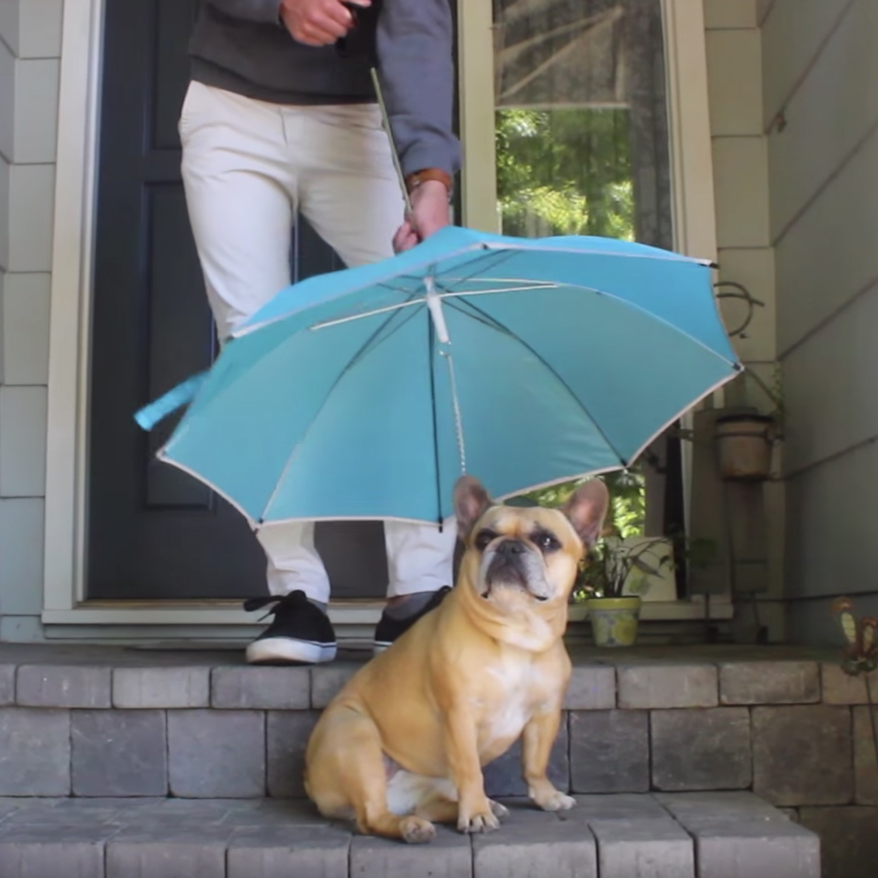 Pour-Protection Dog Leash Umbrella