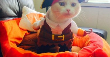 Pirate Dog Cat Costume