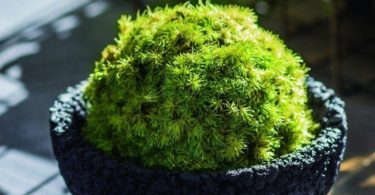 Eco Pochi Kokedama Moss Ball Pot